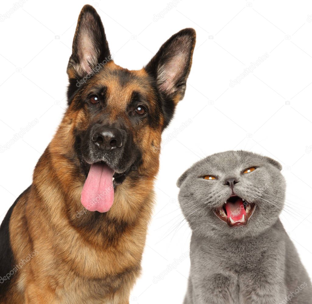 Close-up of happy cat and dog. Isolated on white background