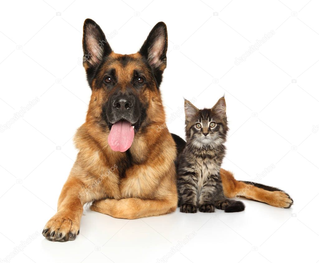 Cat and dog lie together on a white background