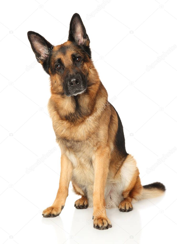 German Shepherd dog looks very attentively at the camera, sitting on a white background