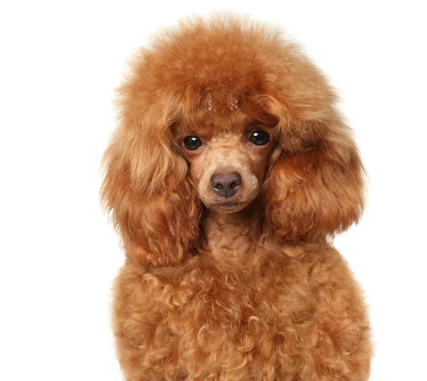 Primer Plano Toy Poodle Cachorro Aislado Sobre Fondo Blanco —  Fotos de Stock