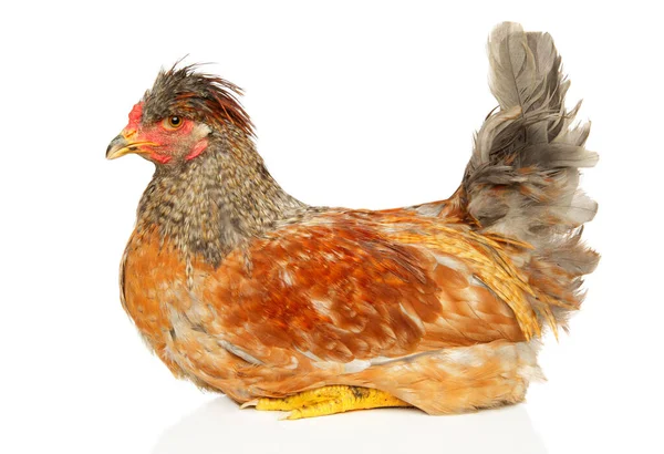 Potret Ayam Ras Murni Pada Latar Belakang Putih — Stok Foto