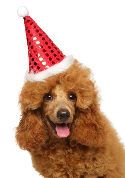 Close Portrait Young Poodle Puppy Santa Red Hat — Stockfoto