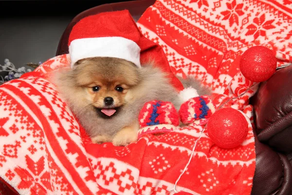 Pomeranian Puppy Sofa Santa Red Hat New Year Gifts Baby — стокове фото