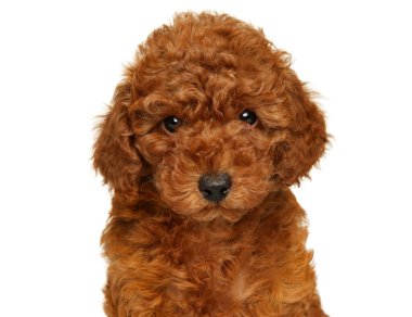 Portrait of a red dwarf poodle puppy close-up on a white background. Baby animal theme