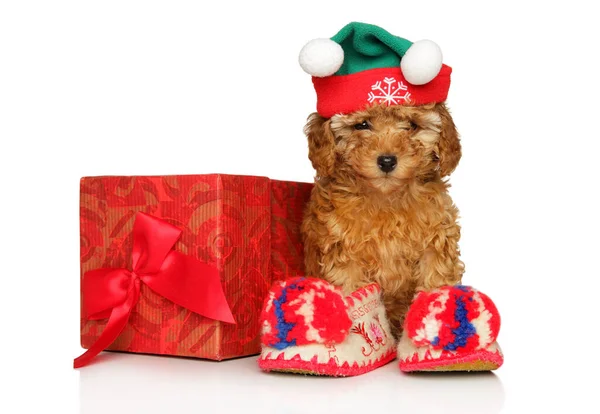 Portrait Toy Poodle Puppy Red Santa Hat Slippers Gift White — Zdjęcie stockowe