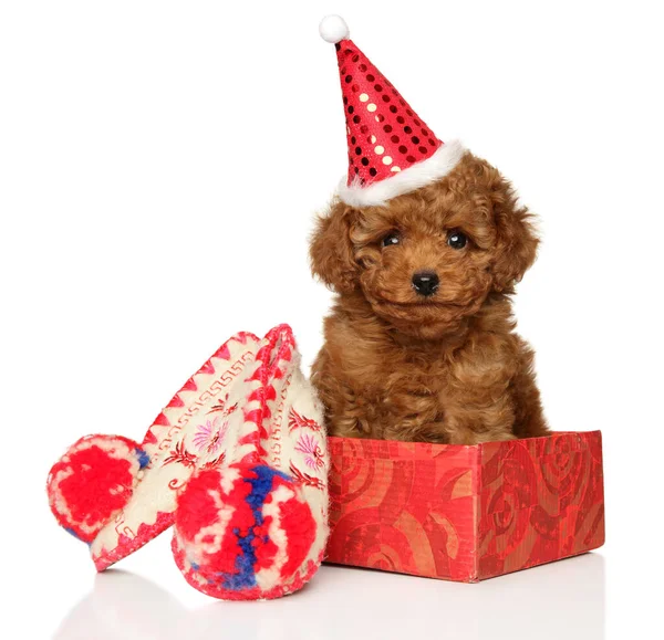 Portrait Toy Poodle Puppy Red Santa Hat Gifts White Background — Stockfoto