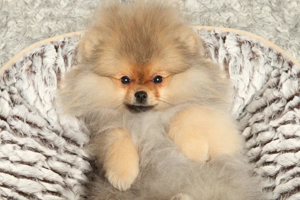 A happy Pomeranian puppy lies on its back in its basket, front view