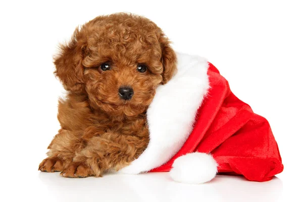 Portrait Toy Poodle Puppy Santa Red Hat White Background — стоковое фото