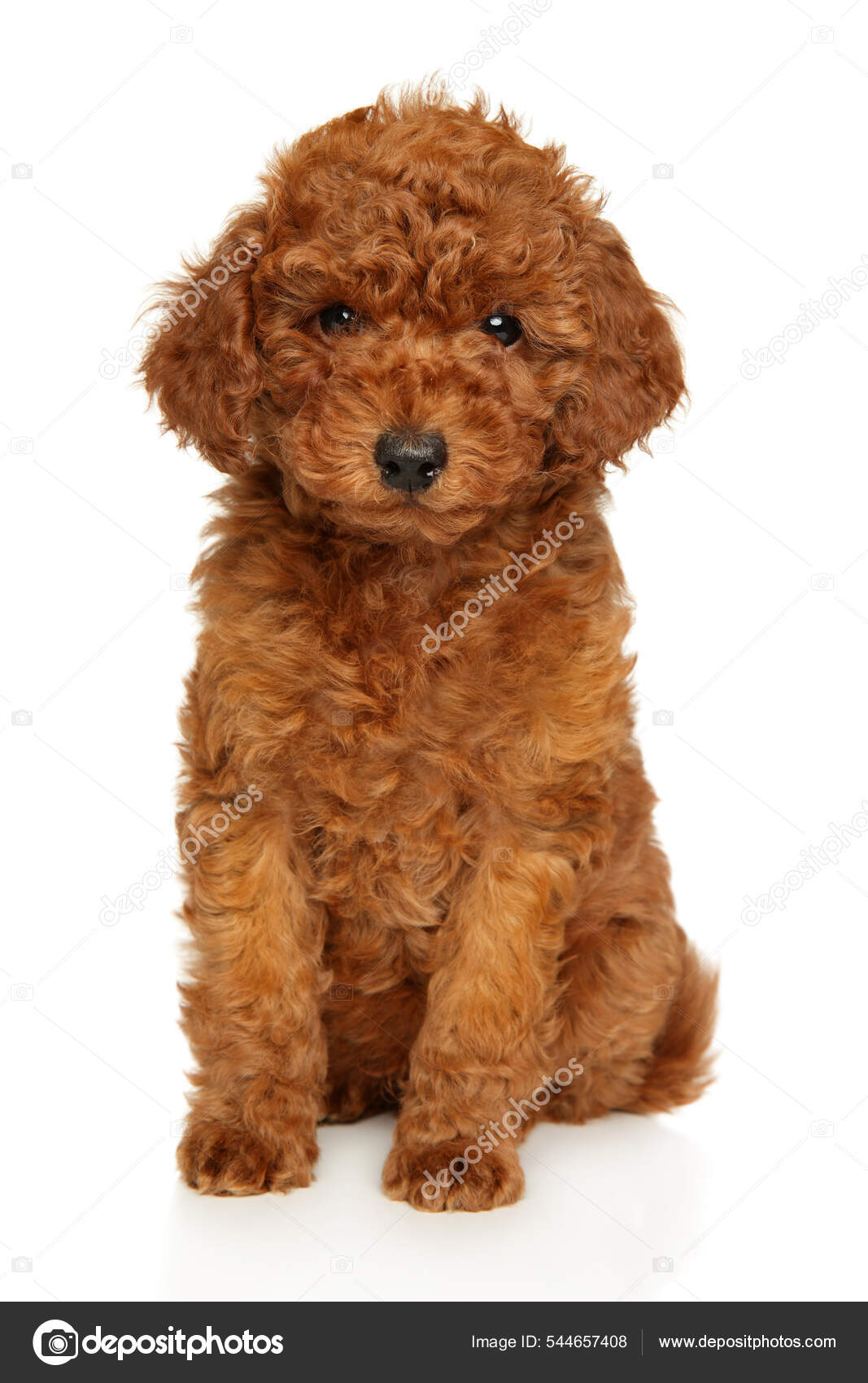 Anjing red cheap toy poodle