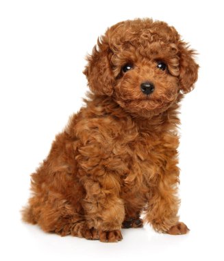 Kaniş köpek yavrusu beyaz arka planda kameraya bakıyor.