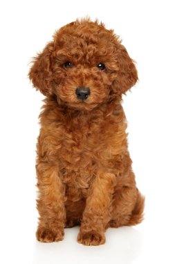 Beyaz arka planda oturan sevimli Kırmızı Kaniş köpeği.