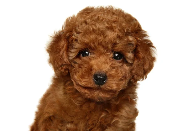 Close Retrato Cachorro Toy Poodle Vermelho Fundo Branco — Fotografia de Stock
