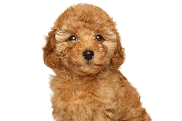 Happy Puppy Toy Poodle Isolated White Background — Stock Photo, Image