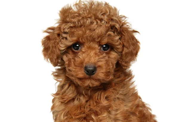 Close Retrato Cachorro Poodle Brinquedo Vermelho Isolado Fundo Branco — Fotografia de Stock