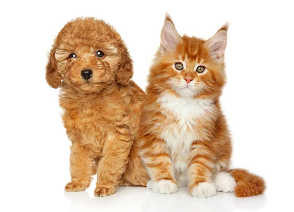Happy Puppy Kitten Een Witte Achtergrond — Stockfoto