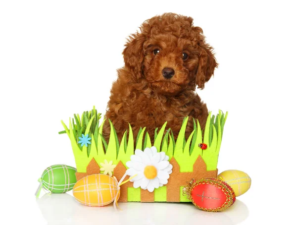 Red Toy Poodle Puppy Sits Basket Easter Eggs Baby Animal — Stock Photo, Image