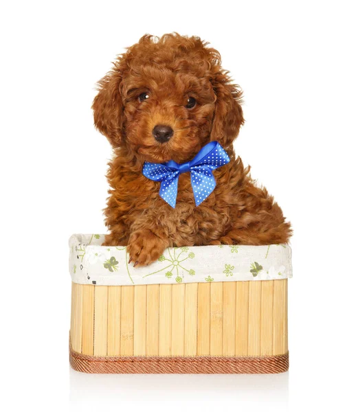 Toy Poodle Puppy Blue Bow Sits Basket White Background — стоковое фото