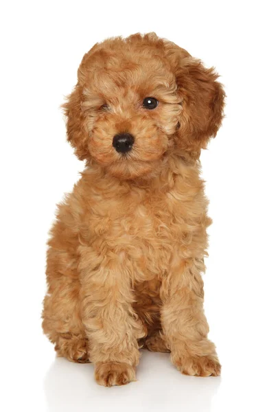 Portrait Poodle Puppy White Background — Zdjęcie stockowe