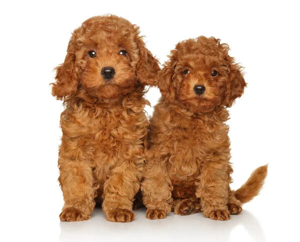 Two Red Toy Poodle Puppies Sitting Side Side White Background — Foto de Stock