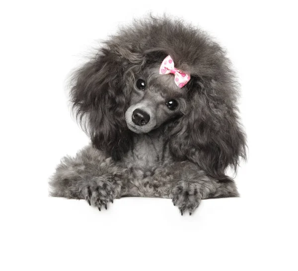 Filhote Cachorro Poodle Cinza Engraçado Acima Bandeira Isolado — Fotografia de Stock