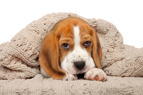 Beagle Cachorro Está Descansando Cubierto Con Una Manta —  Fotos de Stock