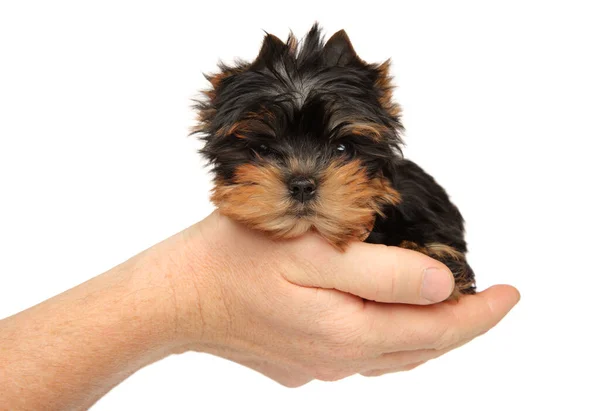 York Puppy Zit Zijn Hand Een Witte Achtergrond Thema Voor — Stockfoto