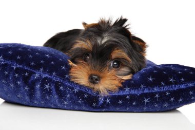 Yorkshire terrier puppy is lying on a blue pillow. Baby animal theme