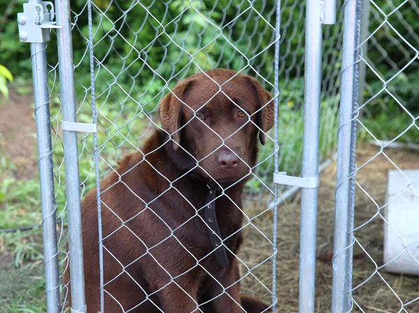 Young Chocolate Colored Labrador Sad Sitting Dog Aviary — Stock Photo, Image