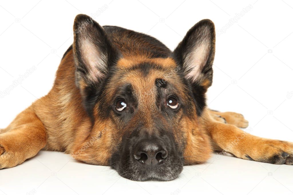 German Shepherd dog lies looking sadly at the top. Portrait on a white background