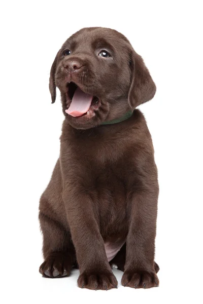 Portrait De Chiot Labrador Oreilles Bebe Stock Photo Portrait De Chiot Labrador Oreilles Bebe Stock Photo