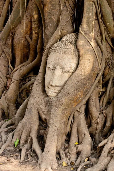 Ayutthaya unesco tapınaklar — Stok fotoğraf