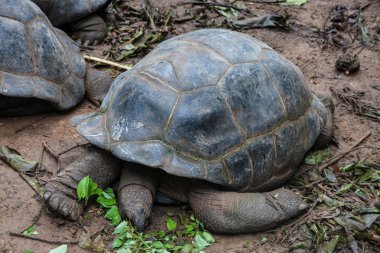 Le Jardin Du Roi baharat Bahçe Seyşeller