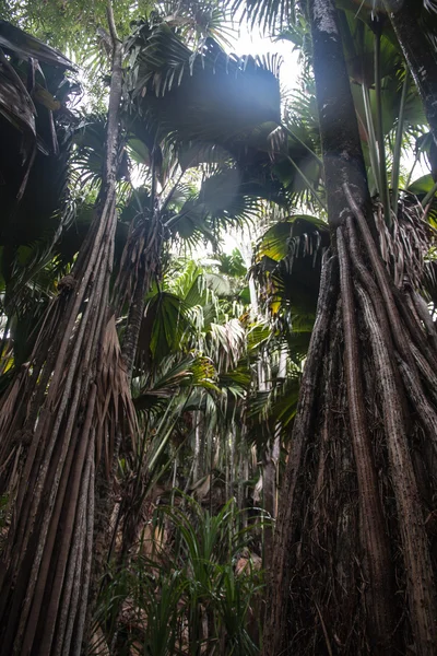 Anse la blague plaży spacerem w praslin seychelles — Zdjęcie stockowe