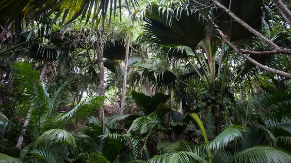 Valle de mai unesco praslin na Seszelach — Zdjęcie stockowe