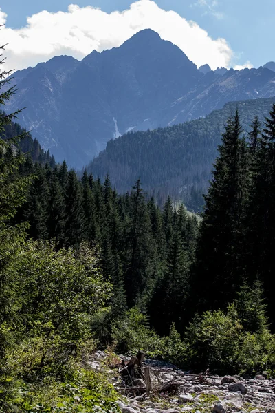 Javorova údolí v pohoří tatry na Slovensku — Stock fotografie