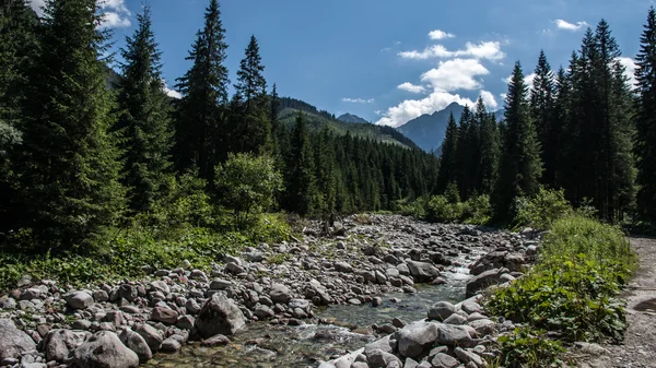 Javorova valley i tatry bergen i Slovakien — Stockfoto