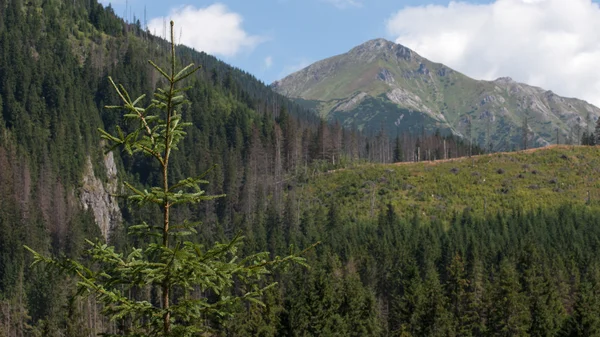 Javorova κοιλάδα, στα βουνά tatry στη Σλοβακία — Φωτογραφία Αρχείου