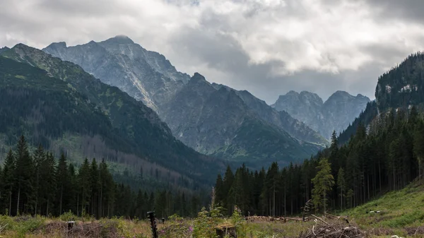 Dolina Javorová Dolina w górach-tatry Słowacja — Zdjęcie stockowe