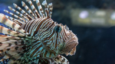 Gdynia kıyı şeridi konumlar