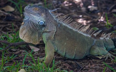 İguanalar Kosta Rika