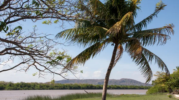 Parque Nacional Palo Verde Vida selvagem — Fotografia de Stock