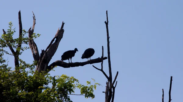 Parc national Palo Verde Faune et flore — Photo