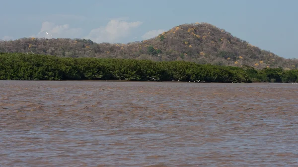 Palo verde nationaal park Wild — Stockfoto