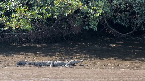 Parque Nacional Palo Verde Vida selvagem — Fotografia de Stock