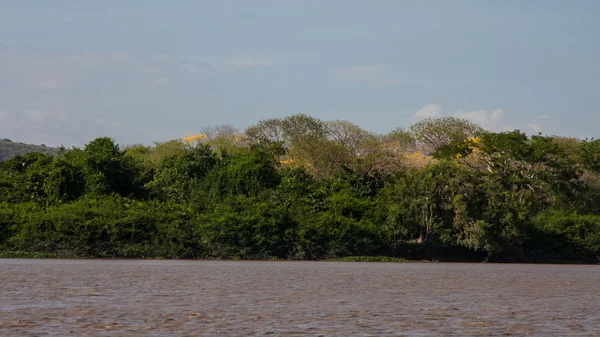 Parque Nacional Palo Verde Vida Silvestre —  Fotos de Stock