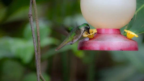 Colibri au Costa Rica — Photo