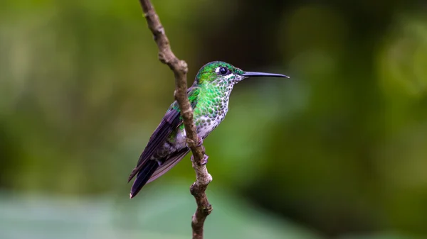 Kolibrie in Costa Rica — Stockfoto