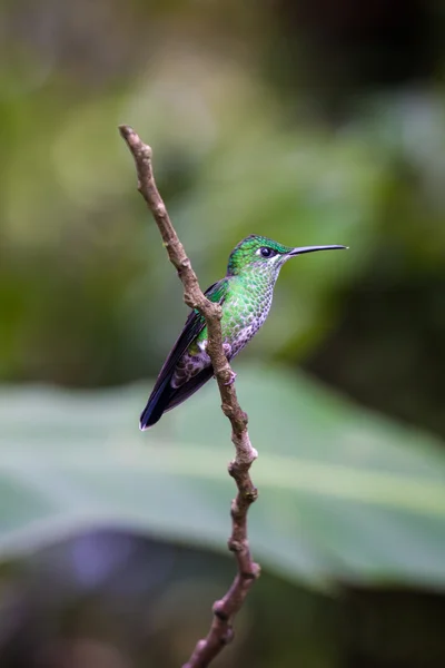 Beija-flor em Costa Rica — Fotografia de Stock