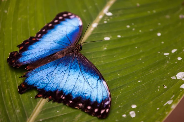 コスタリカの蝶 — ストック写真