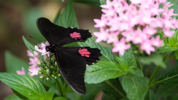Butterflies in Costa Rica — Stock Photo, Image